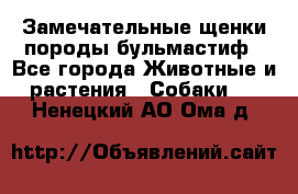 Замечательные щенки породы бульмастиф - Все города Животные и растения » Собаки   . Ненецкий АО,Ома д.